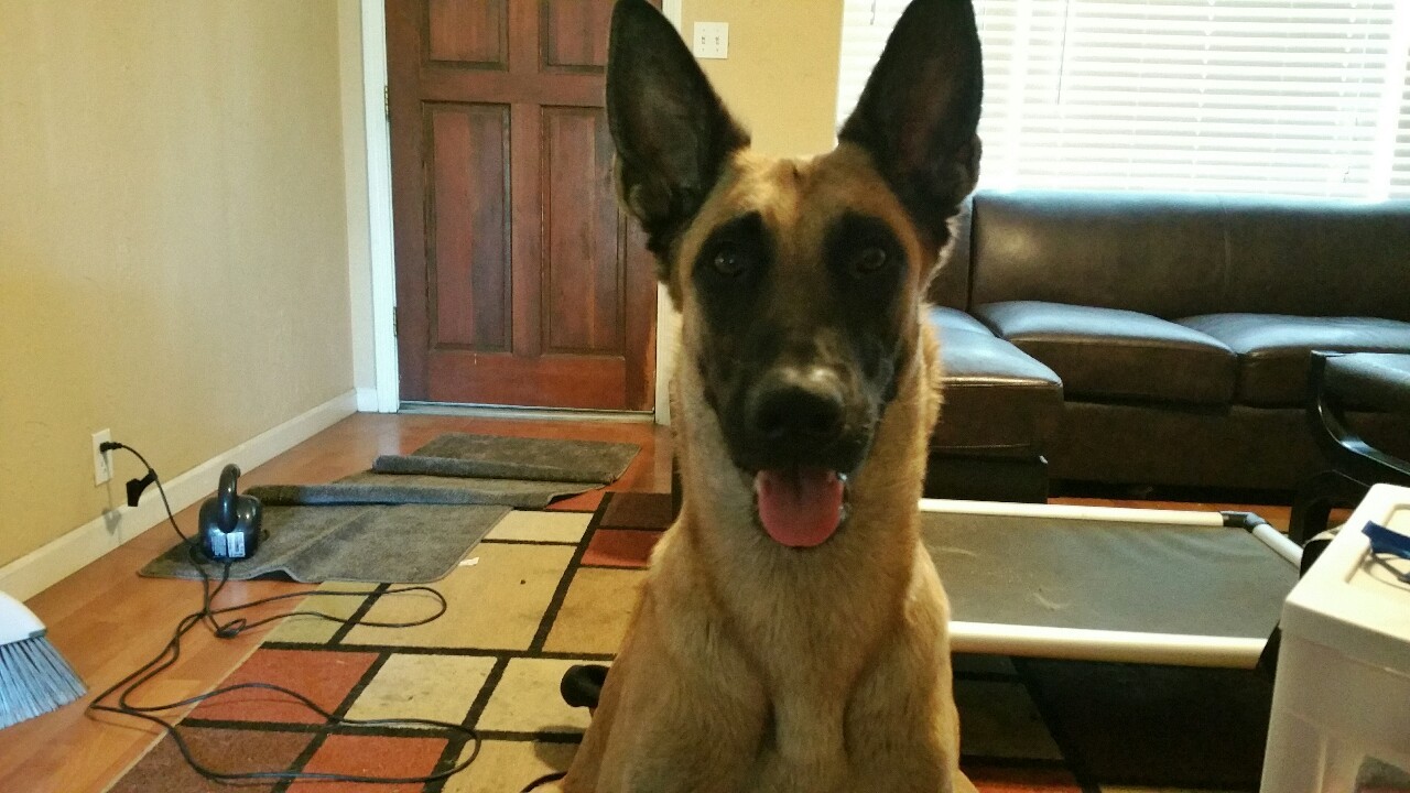THE DOG NERD DAILY