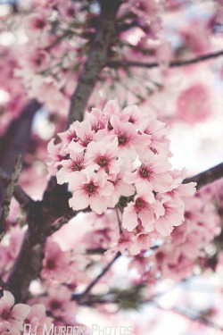 motivationsforlife:  Pink Blossoms by @djmurdokphotography