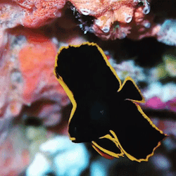 seatrench: Juvenile Pinnate Batfish (source)