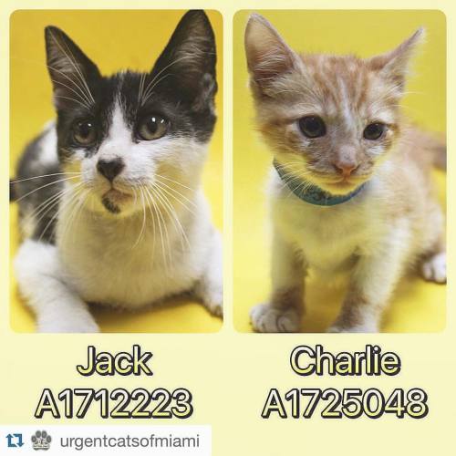 HEY #FLORIDA! Help these kitty friends!! also follow @urgentcatsofmiami and @urgentdogsofmiami to re