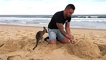 tastefullyoffensive:  When your best friend is a baby kangaroo. [video]