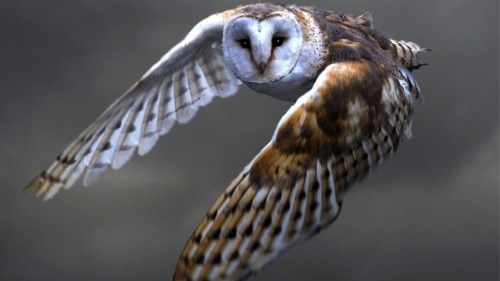 barn owl