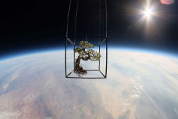 gaksdesigns:  Japanese artist Azuma Makoto recently ventured to Nevada’s Black Rock Desert to launch a Japanese white pine bonsai into space. The artist also arranged a stunning bouquet with about 30 varieties of flowers from around the world and launched