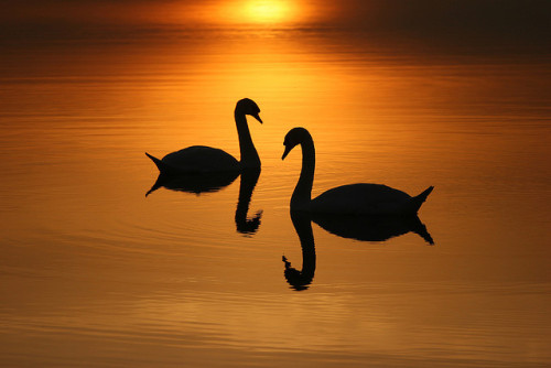 On Golden Pond by n55ffc on Flickr.