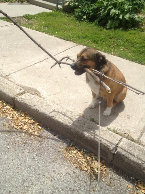 awwww-cute:  My dog is a hoarder. He does this every walk