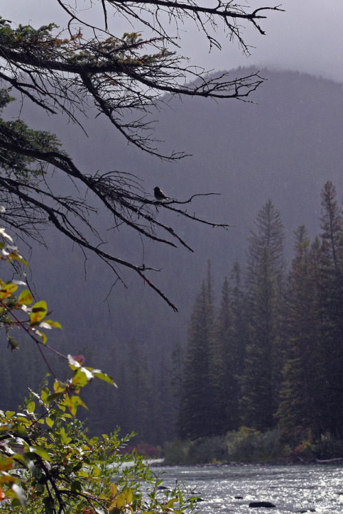 Sunlight and Rain along the Gallatin: Gallatin National Forest, Montanaby riverwindphotography, Sept