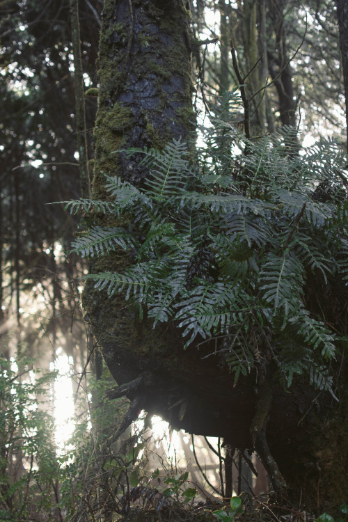 Leathery polypodys