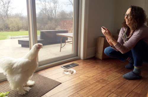 compilation of my mom gaining Vitality and Joy via chicken interaction 