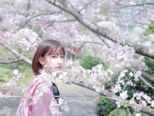 hunter934:  Miyawaki Sakura under Sakura Tree