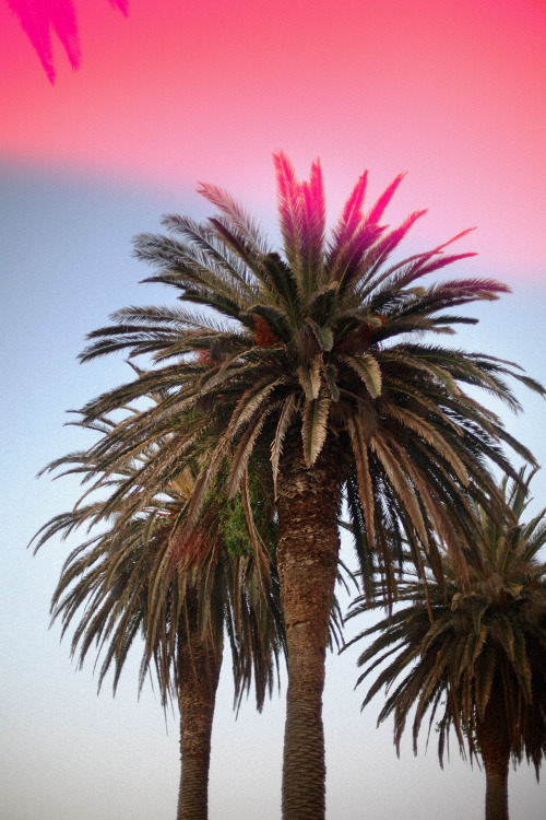 hawaiiancoconut: Pink palms, Hawaiian Coconut. 