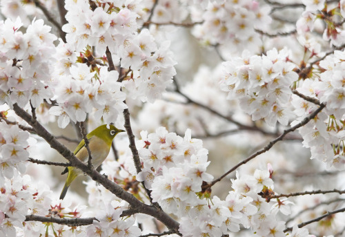 満開の花曇り 笑（2021.3.28撮）でも、染井吉野の満開から気温がやや低めが続いたので、今年の桜は長持ちしました。