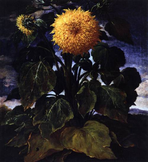 le-desir-de-lautre:  Bartolomeo Bimbi (Italian, 1648-1730). Flower, oil on canvas, Villa Medici, Pog
