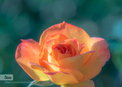 morethanphotography:  Flowery dream by marie-rich