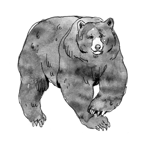 #19 Grizzly bear