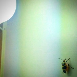 #Newroommate #Bug #Insect