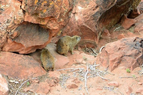 The Rock Hyrax, Also Called Dassie, Cape Hyrax, Rock Rabbit, And (in The King James Bible) Coney, Is