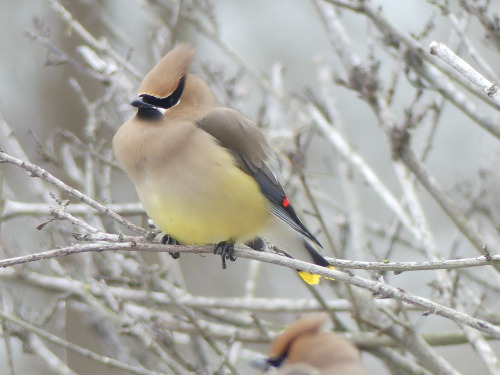 Cedar Waxwing Bombycilla cedrorum