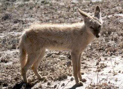 fyanimaldiversity:Black-backed jackal (Canis mesomelas)A handsome average example showing off it’s v