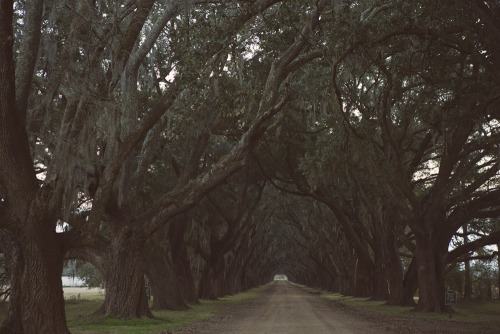 ROAD TRIP // DAY 7-9 // VACHERIE, LA // OAK ALLEY + EVERGREEN PLANTATIONS