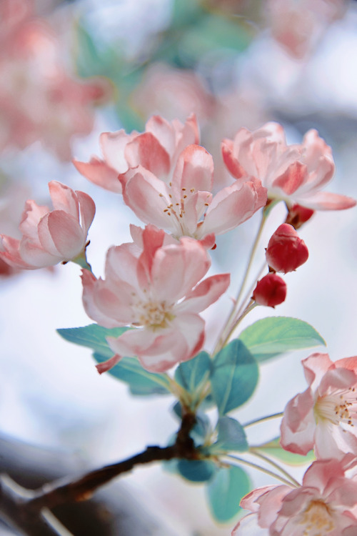 fuckyeahchinesegarden: chinese crab apple flowers (haitang海棠) by 砚冰-Yanbing