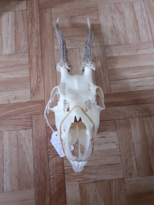 FOR SALE, CHEAP! Young (about 4 years old) R.oe b.uck skull with lower jaws. Misses its nasal turbin