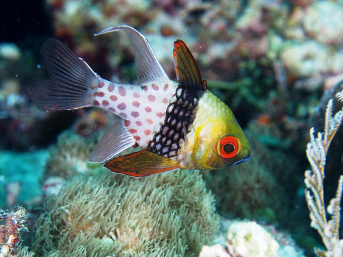 libutron: Pajama Cardinalfish - Sphaeramia nematoptera by ©jasdivr Balicasag Island, Philippine