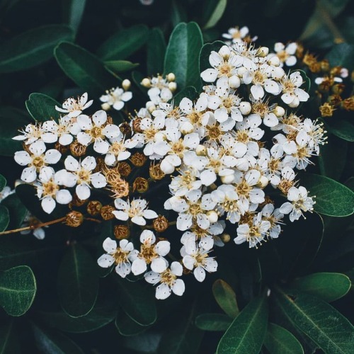 Claros&amp;Oscuros #naturephotographychallenge#macrophotography#flowers#white#naturephotography#