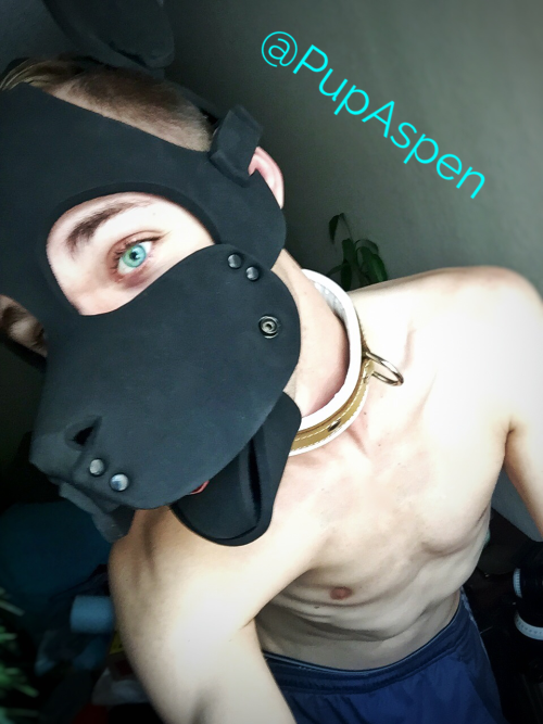 spikepup93 - mastersfido - pupaspen - Woof! Sir bought me a new...