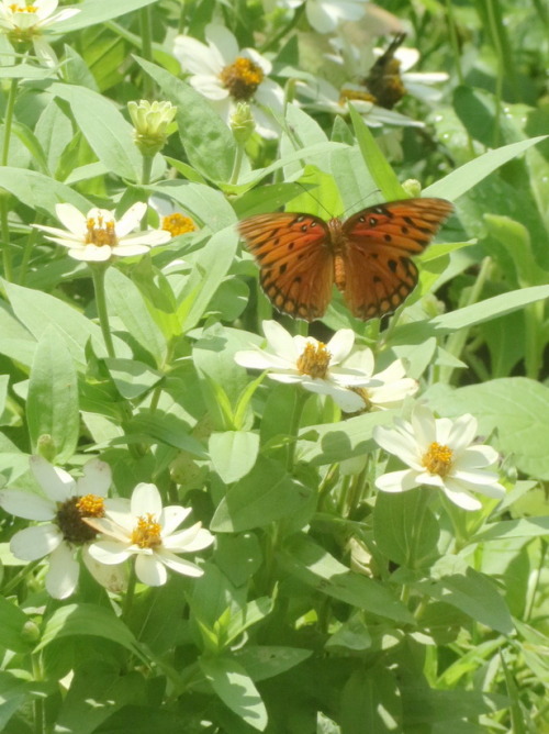 berniewong: Butterfly at the zinnia patch! Nice rain yesterday, garden is happy.
