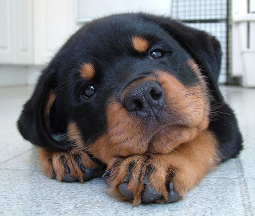 frankenstein-ate-my-left-shoe:  cloudcuckoolander527:  thecutestofthecute:  So I lost like 10 followers for posting pictures of rottweilers okay    then    fine    Puppy party without you guys     LATER HATERS  WHO THE FUCK IS HATING ON ROTTWEILERS?!?