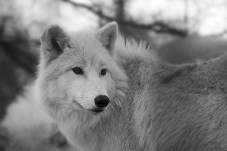 Stop Killing Wolves!