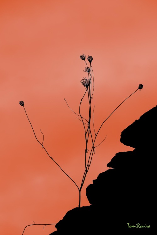 THE POWER OF WILL: NATURES RESILIENCE IN PHOTOGRAPHY