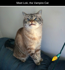 tastefullyoffensive:  You can follow Loki the Vampire Cat on Instagram and Tumblr. (via imgur)Related: Meet Garfi, the World’s Angriest Cat  kind-of-luxe