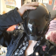 robo-mutt-d4m13n