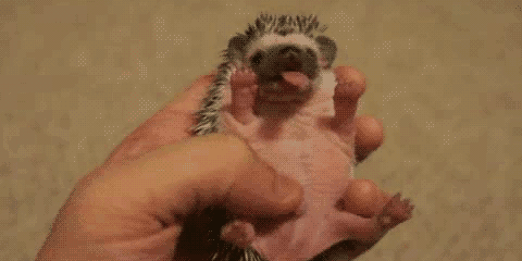 the-personal-quotes:  baby animal posts daily 