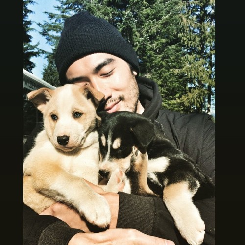 godfreygao:他們太可愛暖活了！These two pups would brighten up anyone’s day! Gotta love #huskypuppies #alaskan