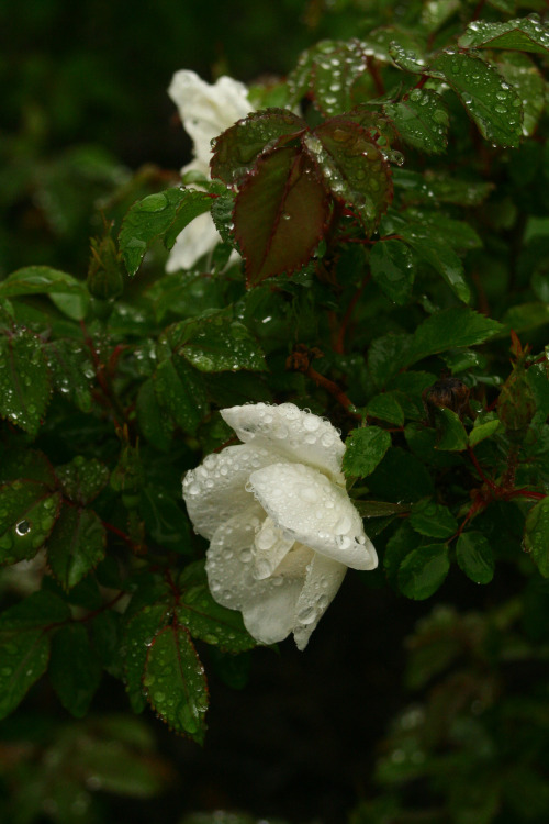 butisitartphoto: one wet rose, color
