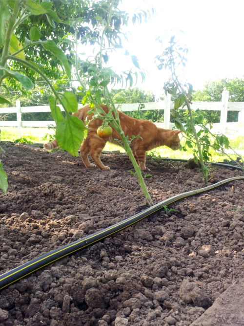 My cat hanging out in the garden while our tomato plants are being watered.  Interested in water sav