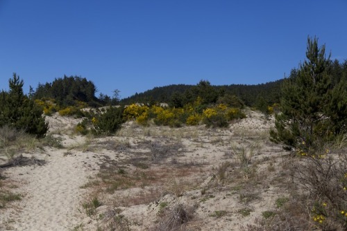 takenitch dunes (2018)