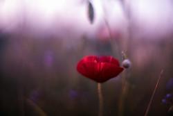 ponderation: Poppy Party by Batu Balkanli