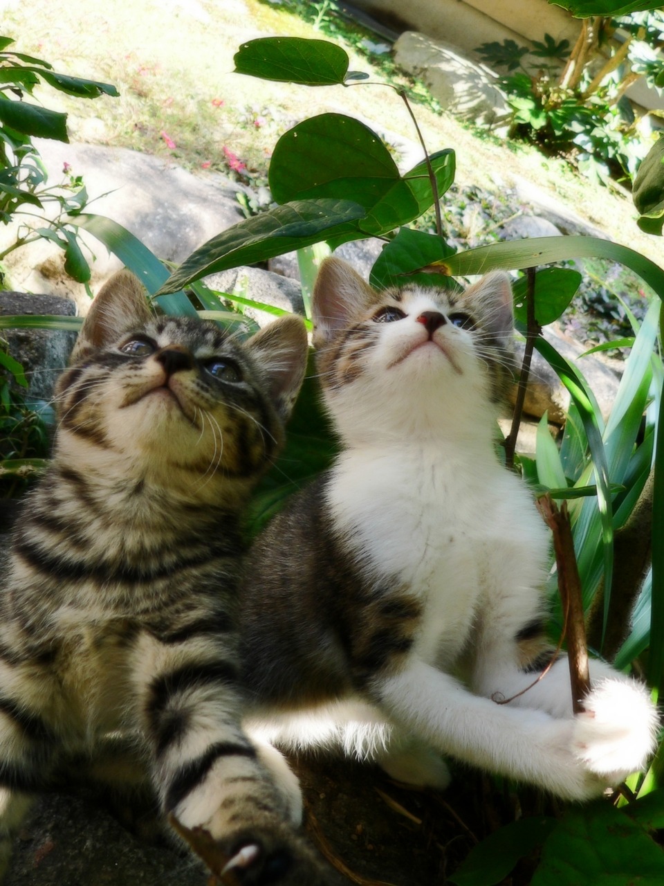 noriichi:  choccoto:  cocokashi-co:  mcsgsym:  Ash and Tabby (via star-fielder) 