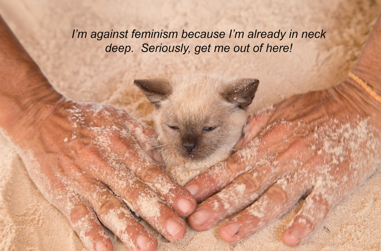 Who has time to worry about feminism when all you want to do it get out of this stupid sand hole.
Michaela is a travel blogger/photographer at westofmooneastofsun.com. She’s currently traveling around Brazil where she found this little kitten living...