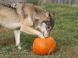 hey-there-little-red-riding-hood:  Happy Halloween!