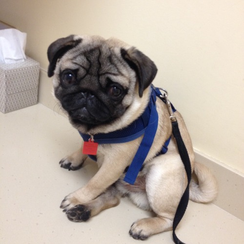 Sir Earnest went for a check-up today at the vet (he is healthy and well!) and he was so relaxed he 