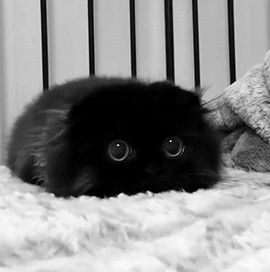 obeekris: iesika: I think it’s a soot sprite? Attack of the semi-sentient dust