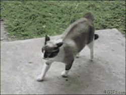 4gifs:  Cats punch above their weight