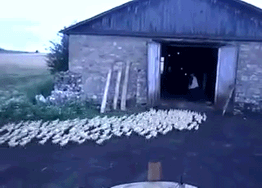 onlylolgifs:  Russian man orders ducks to attention, marches them into barn!