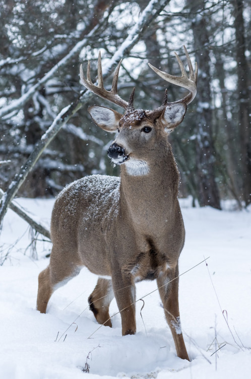 Porn photo www.tumblr.com blog view mossyoakmaster 167405608891