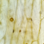 potatotomatopomato