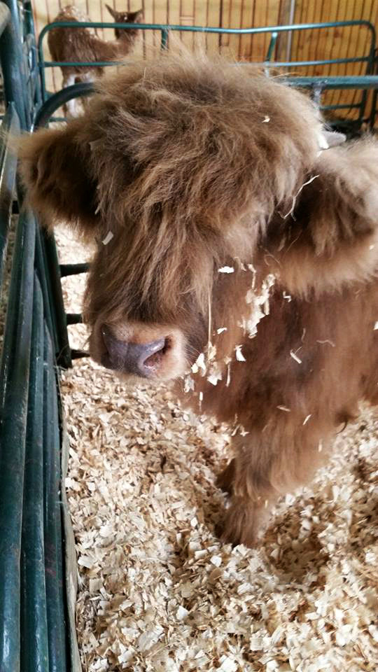 whismical:  would you just look at this beautiful baby scottish highland cow? 